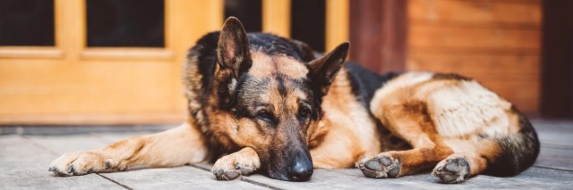Τα προβλήματα υγείας που κρύβουν οι αρθρώσεις του σκύλου – Οι τρόποι αντιμετώπισής τους